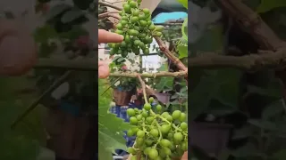 بحيلة بسيطة ستجعل شجرة العنب في ألاصيص تثمر و تنمو بسرعة 