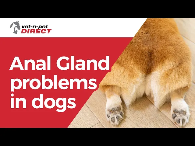 Glandex Soft Chews Anal Gland Support for Dogs