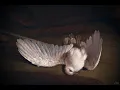 Dead Dove Do Not Eat