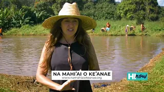 Na Mahi ai o Ke anae Malama Hawaii Maui Program The Farmers of Ke anae