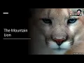 Food Habits of Mountain Lions - Kai Davis Seminar