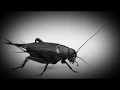 Suara jangkrik story video