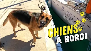 CHIENS à bord, comment fait on en VOILIER ??  #voiliercoraille