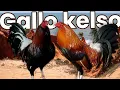 gallo kelso