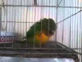Download Lagu o papagaio. dançando capoeira