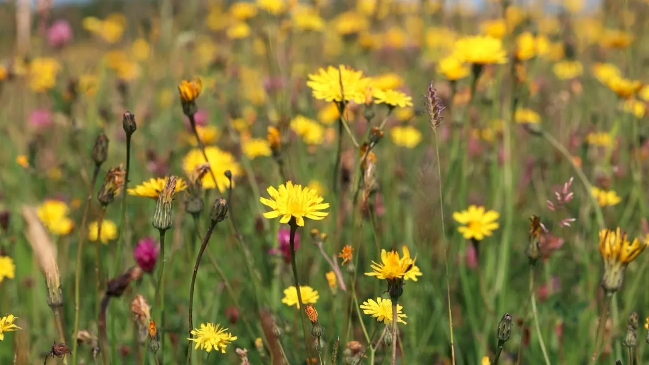 Why Meadows Matter, a talk by Stephen Moss