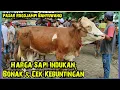 Lagu Harga Sapi Indukan, Bonak Dan Cek Kebuntingan. Pasar Rogojampi Banyuwangi.
