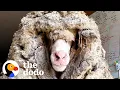 Sheep Covered In 80 Pounds Of Wool Makes Most Amazing Transformation  | The Dodo Faith = Restored