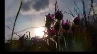 إن ضل قلبي فقلبي أنت تعرفه   نصر الدين طوبار دندنها