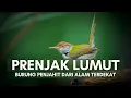 Lagu Prenjak Lumut: Burung Penjahit dan Ruang yang Hilang