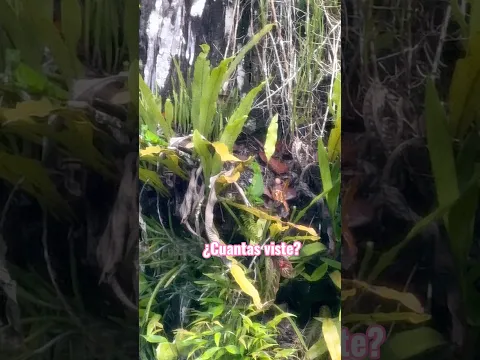 🦎😍