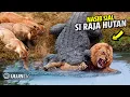 Singa Nekat Masuk sarang Buaya, Endingnya Singa jadi begini | Pertarungan Hewan Liar