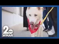 Pets on Set Adoption Express
