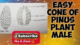 How to draw male cone of pinus plant step by step
