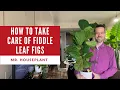 Fiddle Leaf Fig Tree Care Why your Fiddle Leaf Fig is dropping leaves