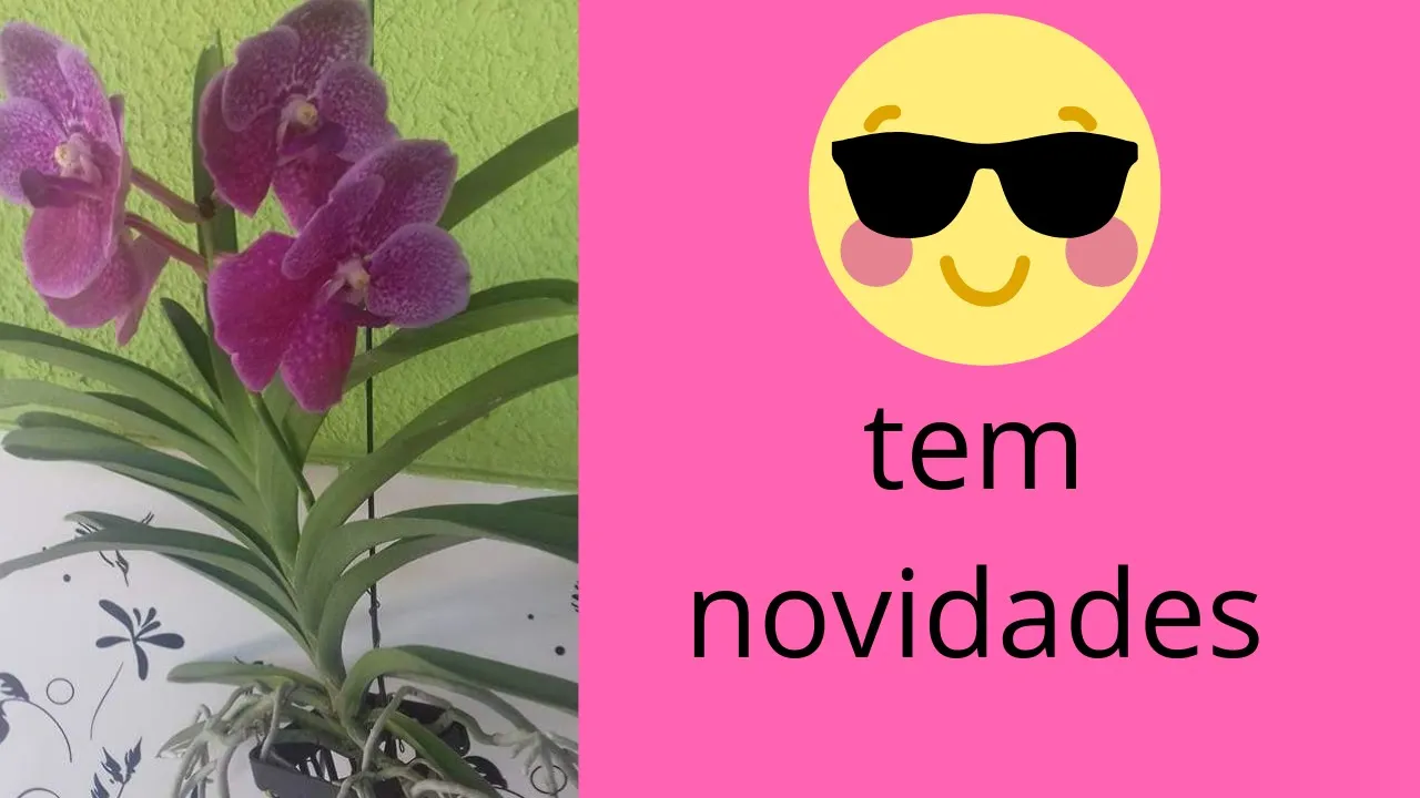 ORQUÍDEAS VANDA