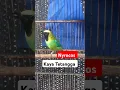 Download Lagu CUCAK RANTING NGAMUK # #fypyoutube #fypyoutube #cucakrantinggacorfypシ゚viral