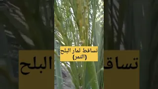 أسباب تساقط ثمار البلح الحتت 