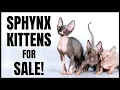 Sphynx Kittens for Sale