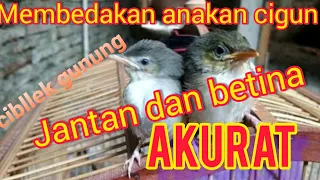 membedakan jantan dan betina anakan ciblek gunung cigun dari alis mata cigun