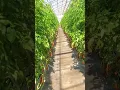 Download Lagu Tomato 🍅 Farm Walk | #agriculture #viral #tomato #farming #fypシ #tenge #fyp