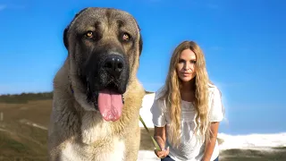 TURKISH BOZ SHEPHERD - IS THIS GIANT KANGAL THE FIERCEST WOLF KILLER OF ALL?
