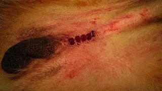 StitchLock Vet Clinic Compilation