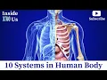 Human Organ Systems Anatomy 10 Systems in Human Body 3D Animation
