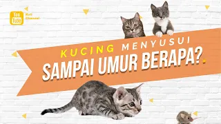 Download Kucing Menyusui Sampai Umur Berapa Sih MP3