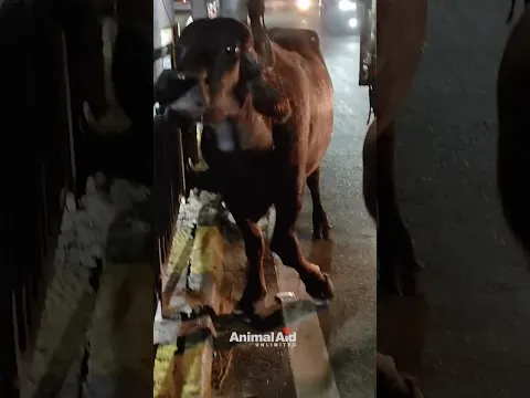 We thought we were saving one life…