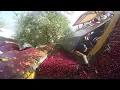 Michigan Cherry Harvest Shake It Up