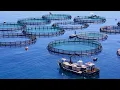 Lagu Het proces van het kweken van 30 miljoen zalmen in Noorse viskwekerijen - Aquaculture Insights