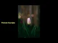 Pinkster Koortjies-My Moeder
