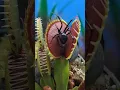 Black widow tried eating my Venus Fly Trap again