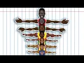 The best NBA player at every Wingspan NBA Comparison Animation