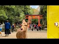 【4K Stroll】Kasuga Taisha Shrine - Nara - Japan / Shrine and Herd of Deer in the Former Capital
