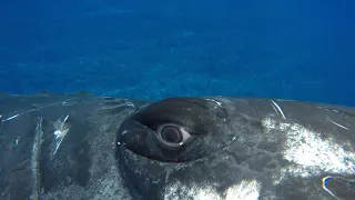 a whale saved my life close encounters bbc earth