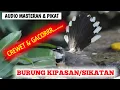 Download Lagu Suara burung kipasan untuk masteran \u0026 pikat