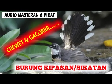 Download MP3 Suara burung kipasan untuk masteran & pikat