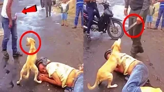 أنظر ما يفعله الكلاب من أجل البشر سمعت عن وفاء الكلاب لكن هل شاهدته 