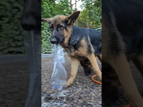 🤣A cheerful couple. German Shepherd puppies. Odessa 2026