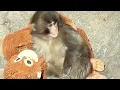 Lagu Bullied and Alone… Monkey Punch Runs to His Only Friend