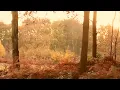 Wild Geese - Arise