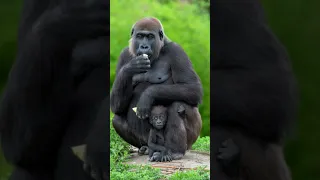 African Gorilla Sound 