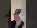 Amazing Products TikTok Gorilla toy
