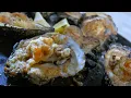 Gilhooley s Restaurant Oyster Bar Texas Country Reporter