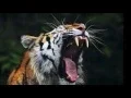 Download Lagu Tigre rugido   Tiger's roar sound   high quality   the best