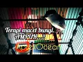 opior jambul ( terapi burung bahan dan macet bunyi )