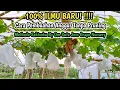 Download Lagu Belajar Methode Sakisoku [Pembuahan Anggur Termudah Didunia] Tanpa Pruning Langsung Dari Sumbernya