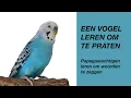 Download Lagu Een Vogel Leren Praten (parkiet, papegaai)